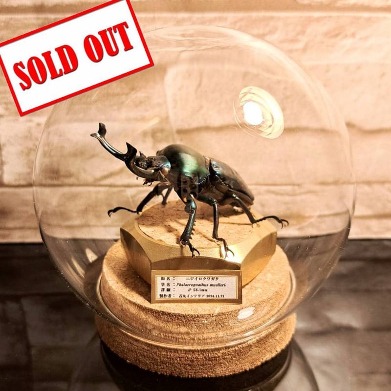 HYOHON『球』S】ニジイロクワガタ♂58.1mm 立体標本仕上げ