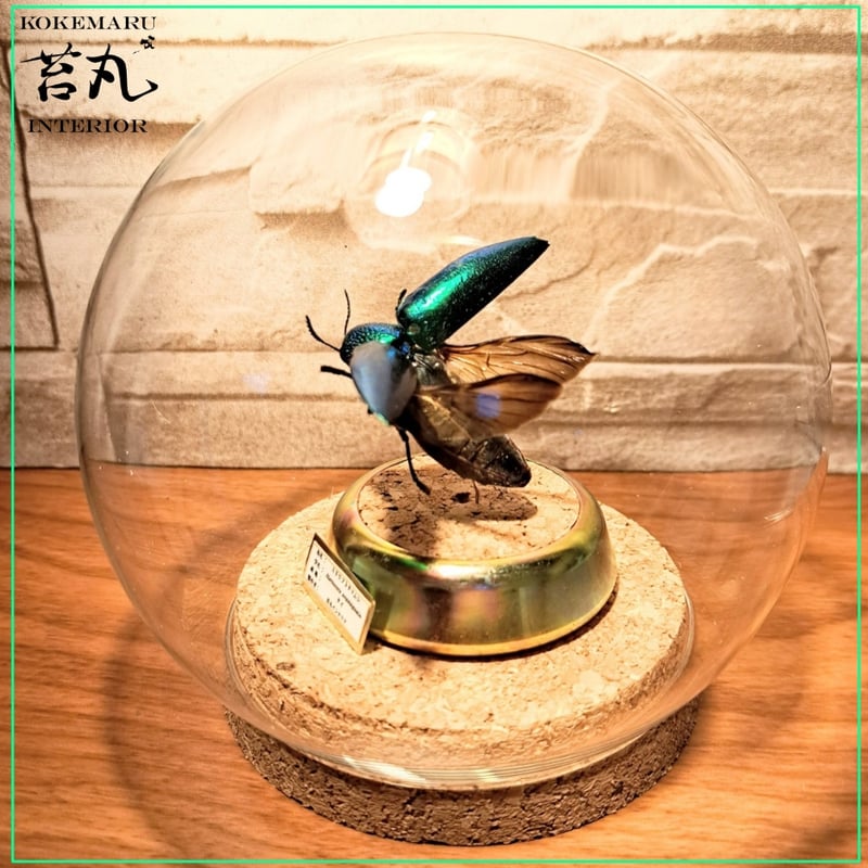 残り在庫1点【昆虫標本】ミドリフトタマムシ サイズフリー 飛翔