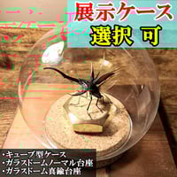 タランドゥスオオツヤクワガタ♂標本 タランドゥスオオツヤクワガタ ♂ 69.8mm | カブクワショップ横浜