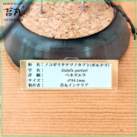 １点もの【昆虫標本】ゴロファ・ポルテリ♂94.1mm飛翔 透明ケース展示