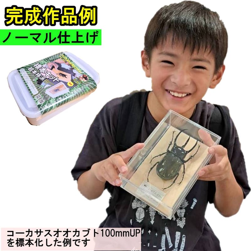 本格標本キット】初心者OK｜昆虫標本が自宅で作れる｜動画解説付き