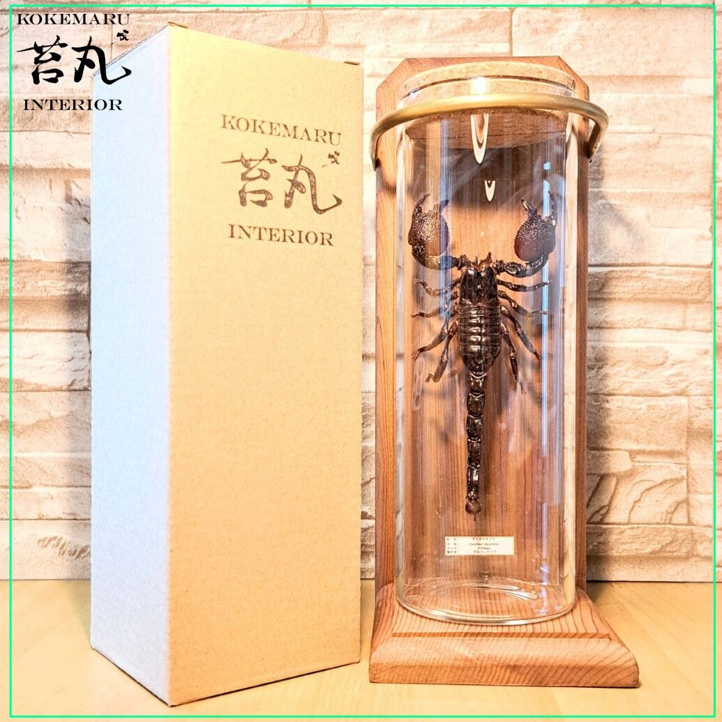 標本】ダイオウサソリ120mmUPインテリア瓶(大)展示 ※木製展示土台付