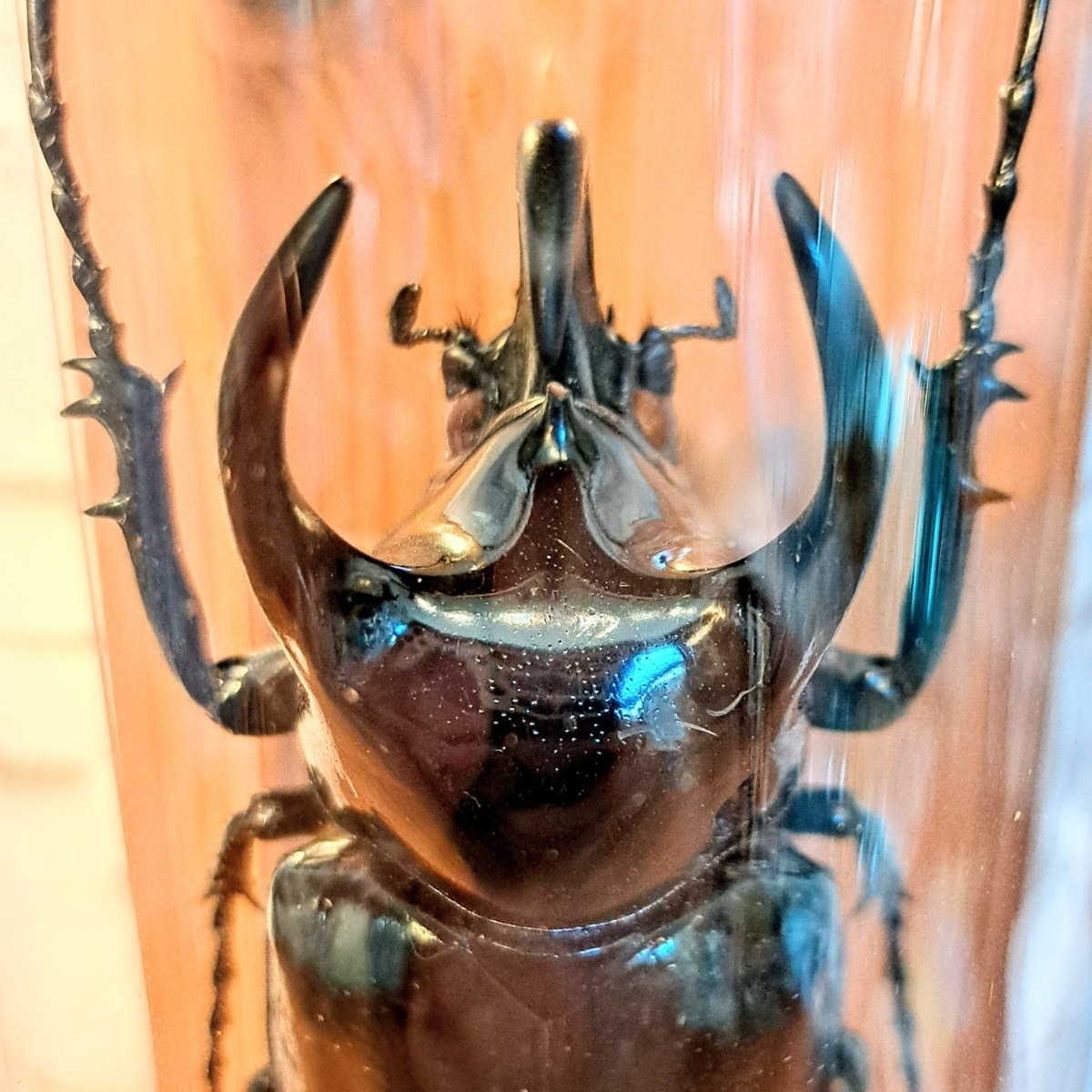 1点もの【昆虫標本】(レア品)コーカサスオオカブト♂単体90.3mm 1点もの【昆虫標本】(レア品)コーカサスオオカブト♂単体90.3mm