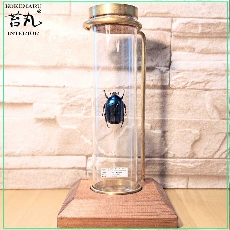 【1点物】乾燥・色彩保存標本 オオグソクムシ 1点物】乾燥・色彩保存標本 オオグソクムシ 1点物】乾燥・色彩