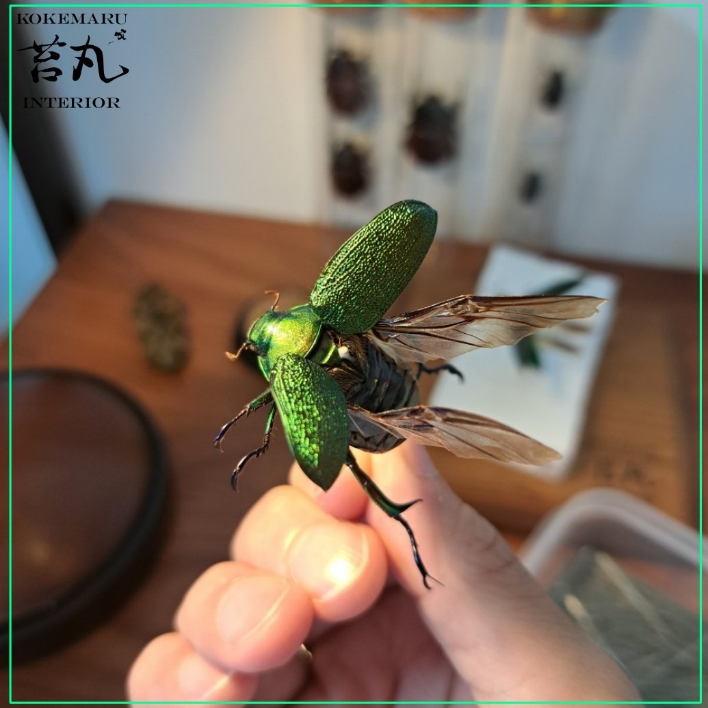アシナガコガネ　標本　大量 センチコガネの仲間（SOLD） | 昆虫標本 Diggers & Rollers