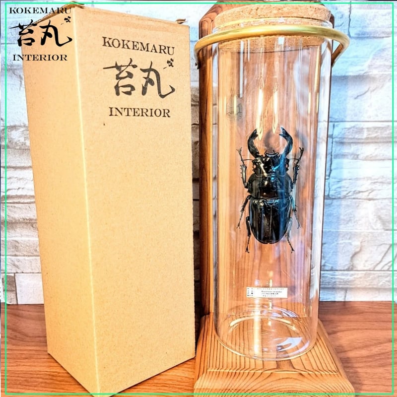 残り在庫1点【昆虫標本】(大型)タランドゥスオオツヤクワガタ