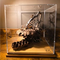 作品名 『歪光(わいこう)』-チャイロスズメバチとオオスズメバチの攻防-