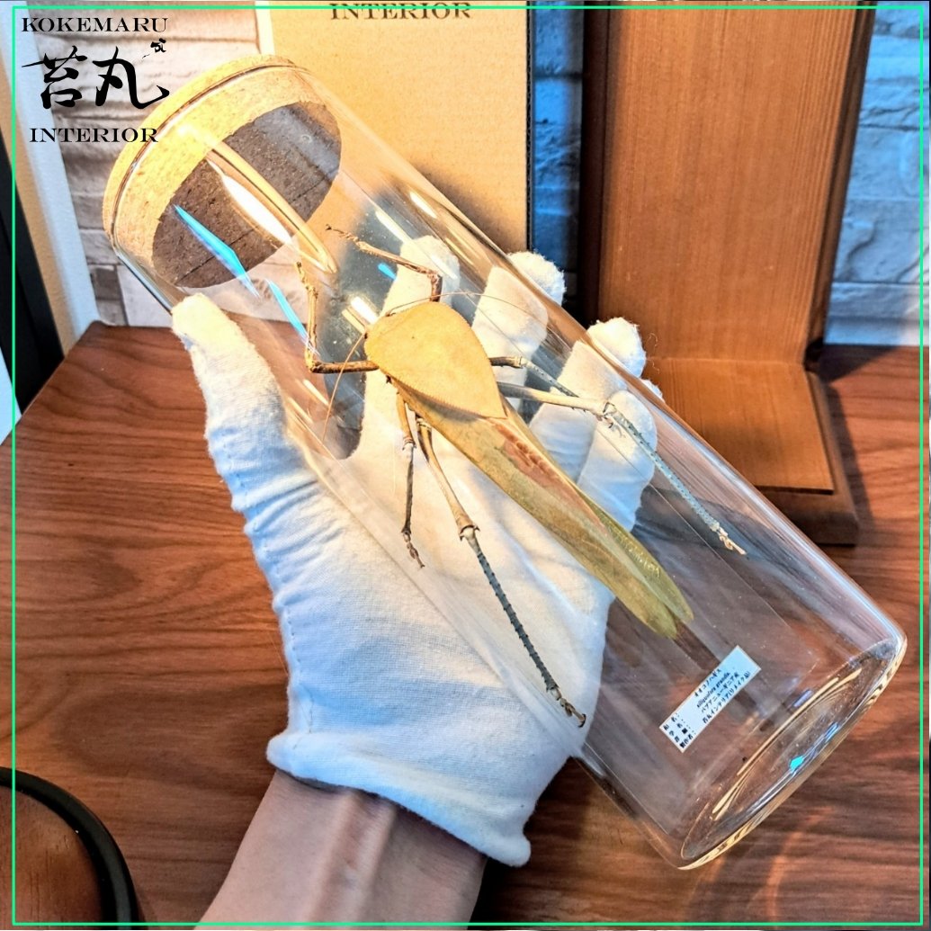 ★昆虫標本★【パプアオオコノハギス】Siliquofera grandis 1点もの【昆虫標本】オオコノハギス(特大キリギシス) パプア