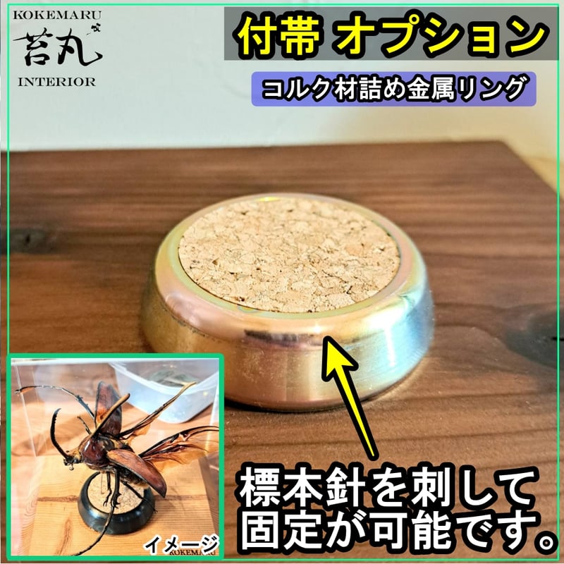 【ショーケース】150×150×180 ※アクリル製ケース、無垢材土台 大型標本展示用ショーケース】150×150×180 ※アクリル製ケース