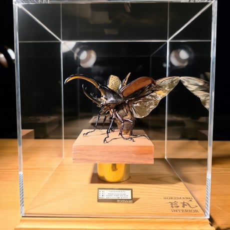 【HYOHON-角(kaku)-】ヘラクレスオオカブト113mm♂(Dynastes hercules hercules)
