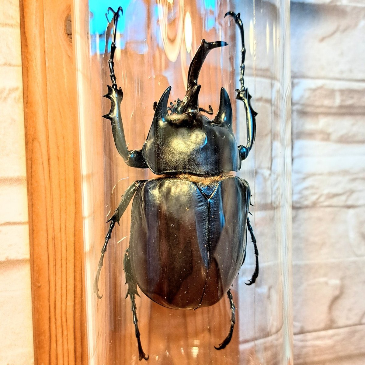【昆虫標本】アクテオンゾウカブト　胸角の長い良型 昆虫標本】アクテオンゾウカブト 胸角の長い良型 標本】アクテオン
