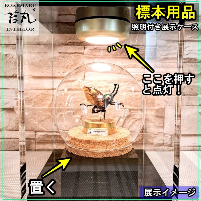 生産終了【照明付き展示用ショーケース】 | 苔丸インテリア(公式 生産終了【照明付き展示用ショーケース】 | 苔丸インテリア(公式