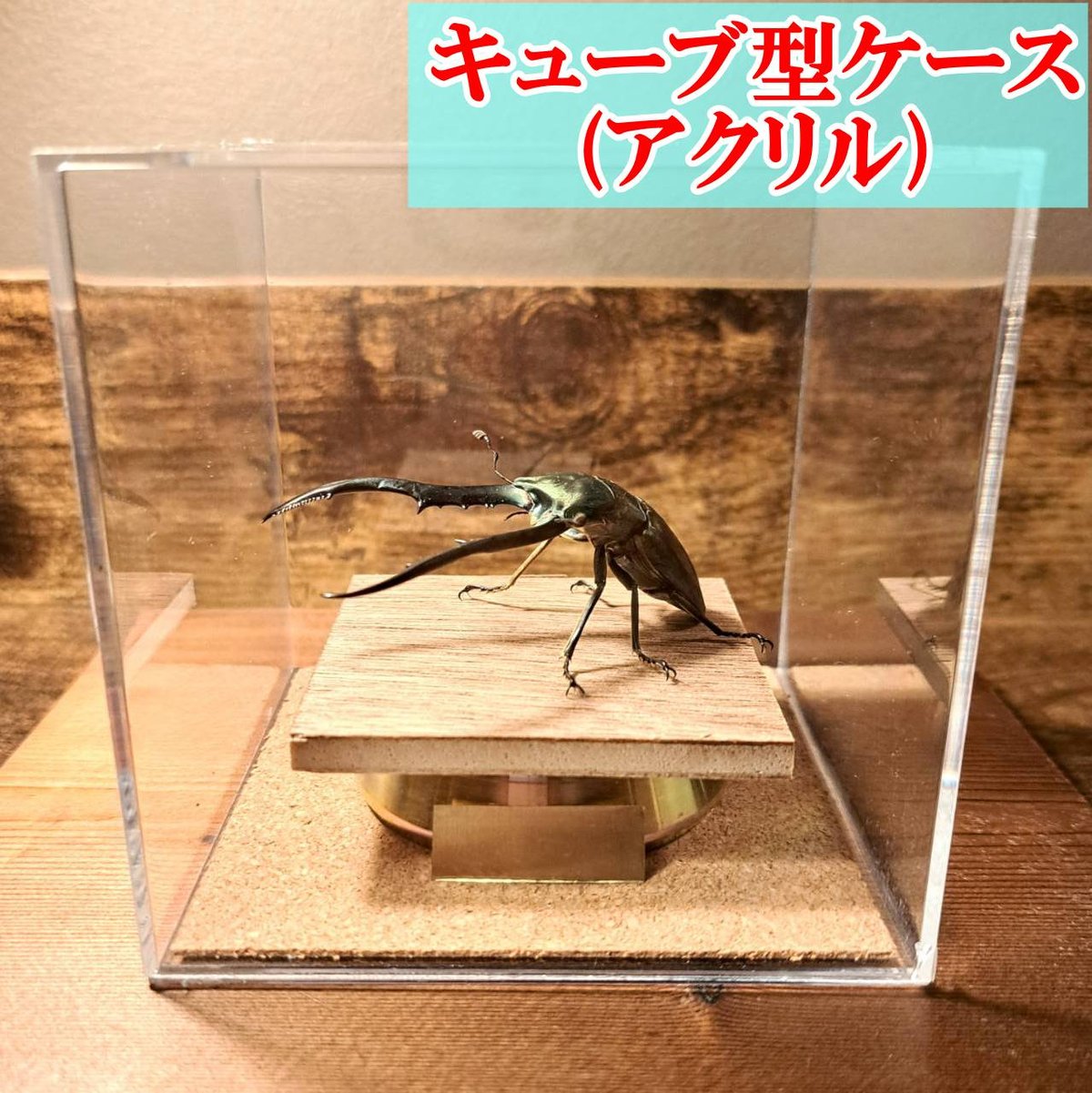 オプション選択可商品】＜定番＞メタリフェルホソアカクワガタ