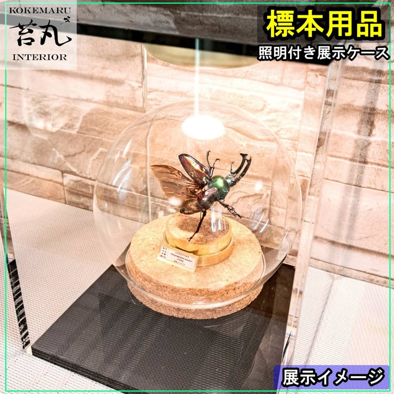 生産終了【照明付き展示用ショーケース】 | 苔丸インテリア(公式ネット