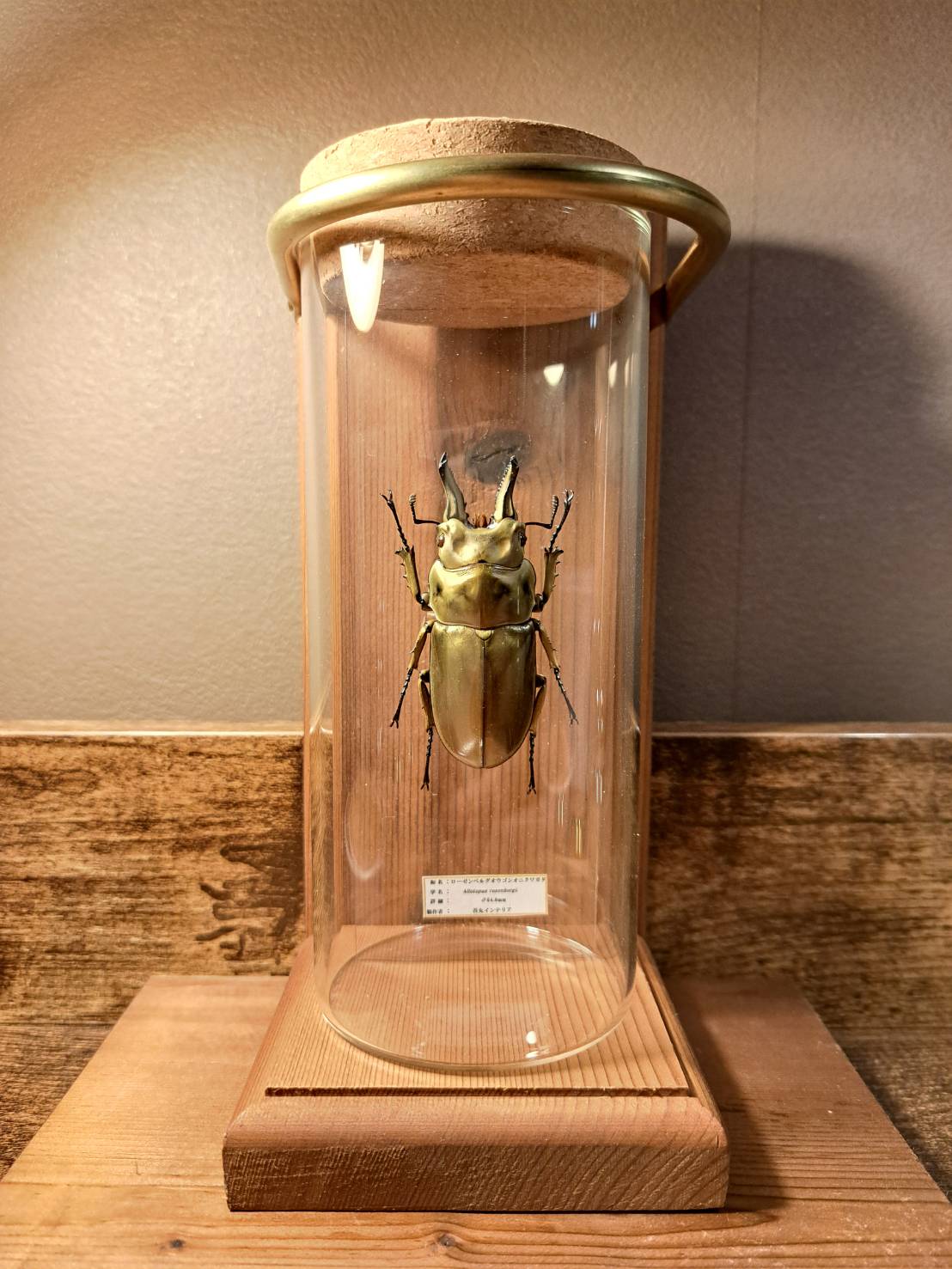 ※良型！大型　ロ−ゼンベルグオウゴンオニ　♂野外標本 良型！大型 ロ−ゼンベルグオウゴンオニ ♂野外標本 良型！大型 ロ−