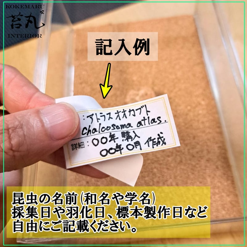 【標本ケース※送料込み】10ケースまとめ買い用/苔丸インテリア標本箱Bタイプ 標本ケース※送料込み】(苔丸標本箱Bタイプ) - メルカリ