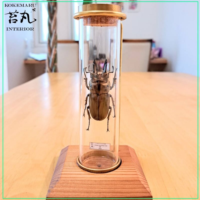昆虫標本】ババオウゴンオニクワガタ♂単体60mm インテリア瓶(小 昆虫標本】ババオウゴンオニクワガタ♂単体60mm インテリア瓶(小