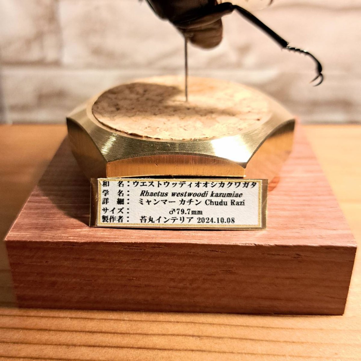 ラグジュアリー 昆虫標本】ウエストウッディオオシカクワガタ ラグジュアリー 昆虫標本】ウエストウッディオオシカクワガタ