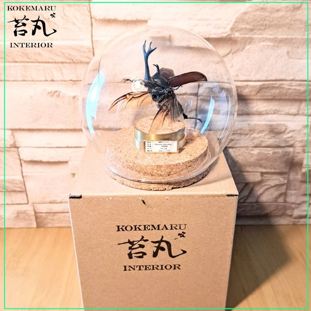 昆虫標本】国産カブトムシ♂64.1mm飛翔型ガラスドーム展示 | 苔