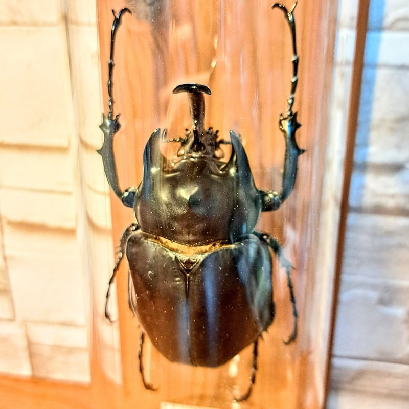 1点もの【昆虫標本】レックスゾウカブト♂93.3mm 学術型