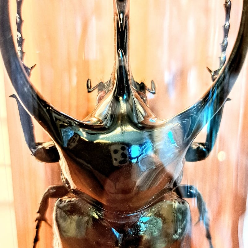 1点もの【昆虫標本】(レア品)コーカサスオオカブト♂単体99.5mmタイ産