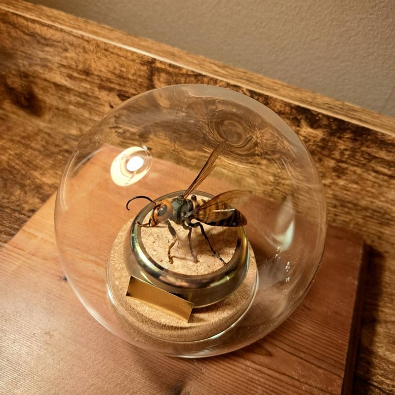 【希少性◎】スズメバチの巣標本 ガラスケース入り m98402890140_1.jpg?1735685546