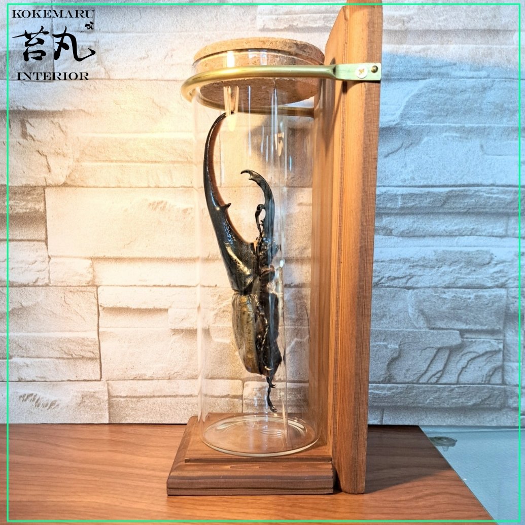 ラグジュアリー【昆虫標本】特大サイズヘラクレスオオカブト163.7mm