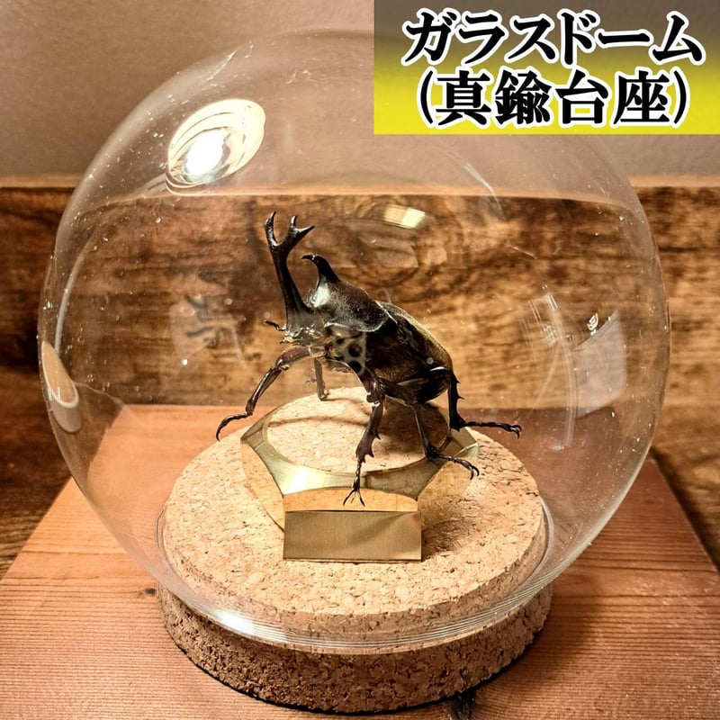 盾の国の建物(生物体) オプション選択可商品】＜定番＞国産カブトムシ 立体標本 | 苔丸
