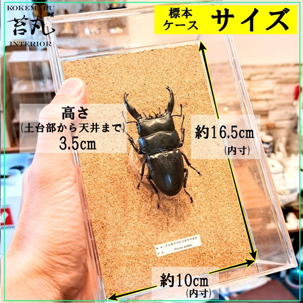 ヘラクレスオオカブトムシ 標本 約150mm展示ケース付き ヘラクレスオオカブトムシ 標本 約150mm展示ケース付き - メルカリ