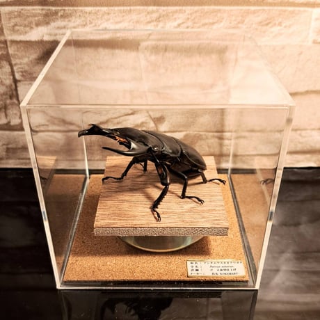 【昆虫標本】アンタエウスオオクワガタ♂　立体標本仕上げキューブケース展示
