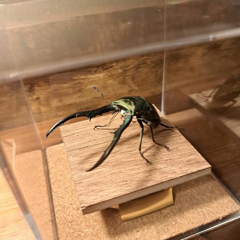 オプション選択可商品】＜定番＞メタリフェルホソアカクワガタ