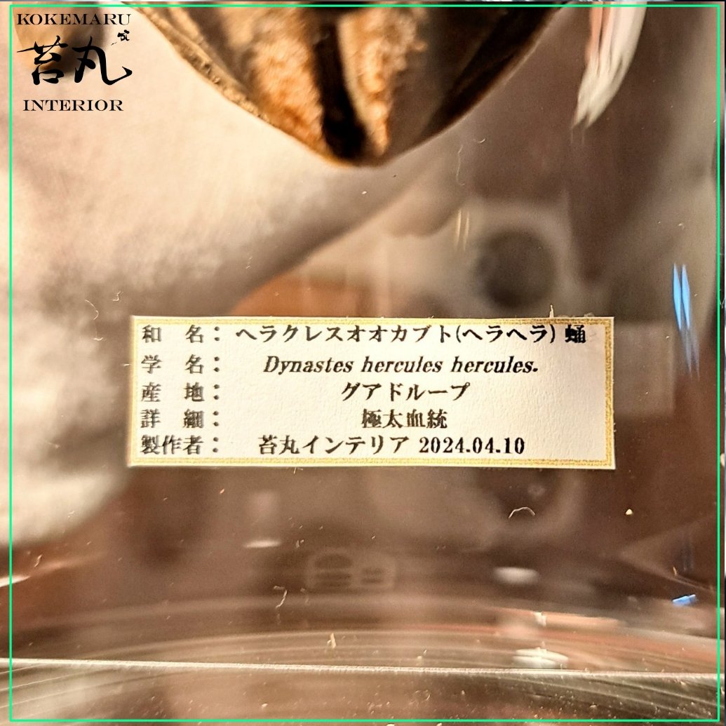 ラグジュアリー【昆虫標本】蛹(サナギ) 極太ヘラクレス ラグジュアリー【昆虫標本】蛹(サナギ) 極太ヘラクレス
