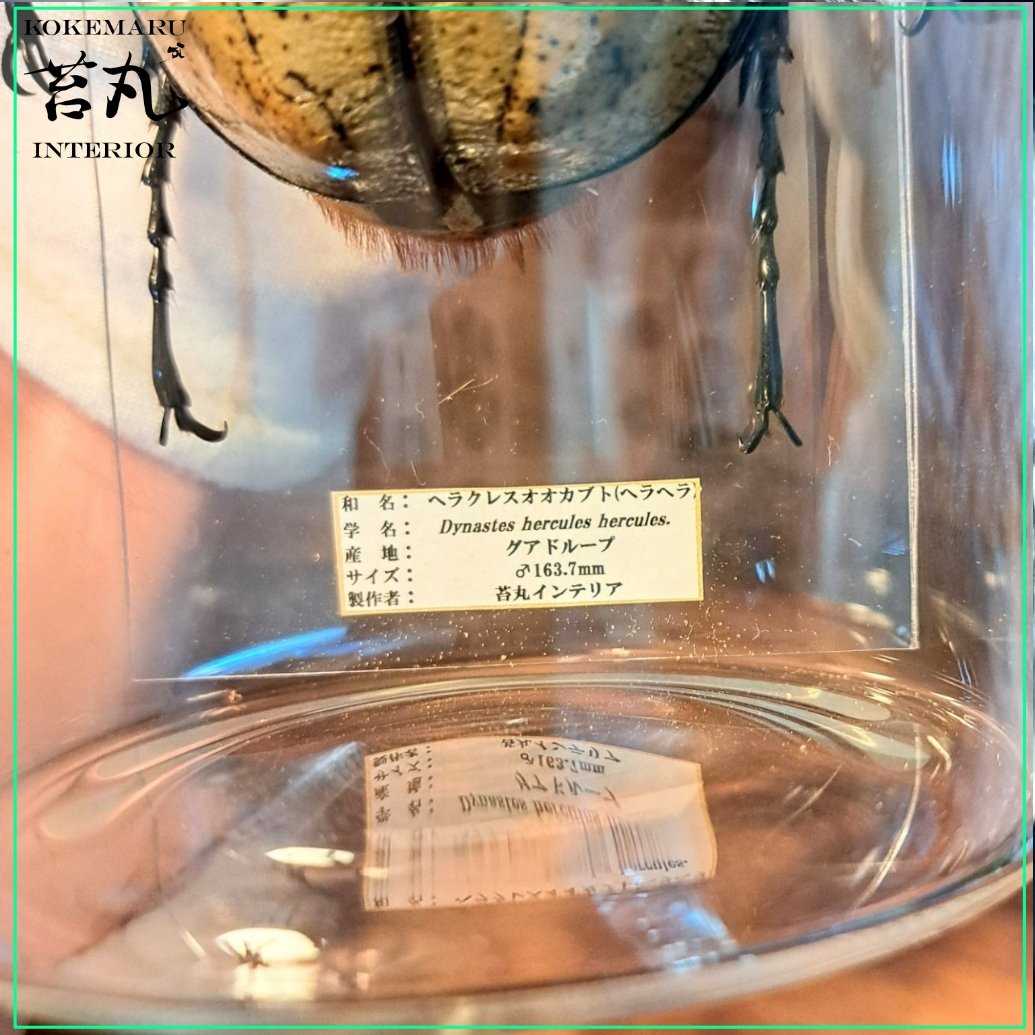 ラグジュアリー【昆虫標本】特大サイズヘラクレスオオカブト163.7mm