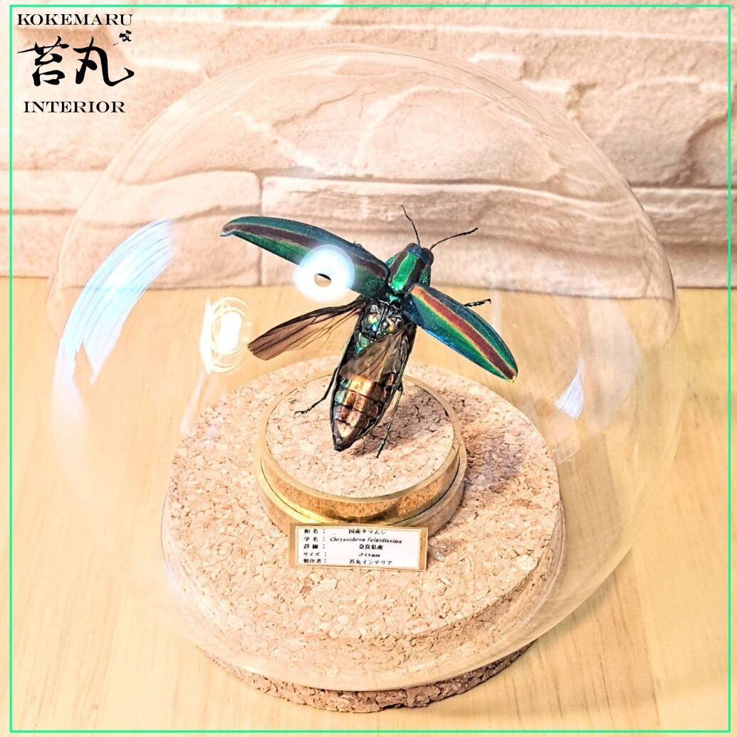 昆虫標本】ヤマトタマムシ40mm飛翔型ガラスドーム展示 | 苔丸