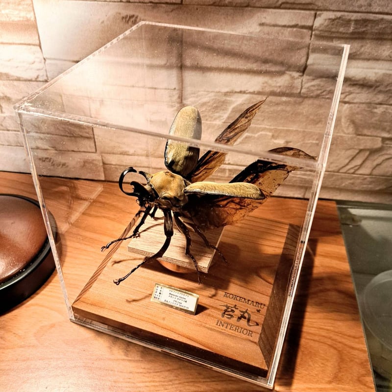 昆虫標本】エレファスゾウカブト(不全個体)♂95.1mm 立体標本