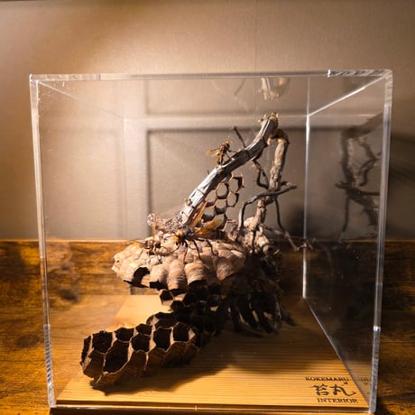 【本物】タラバガニ　標本 木製フレーム入り 大きめ 苔丸インテリア(公式ネットショップ)