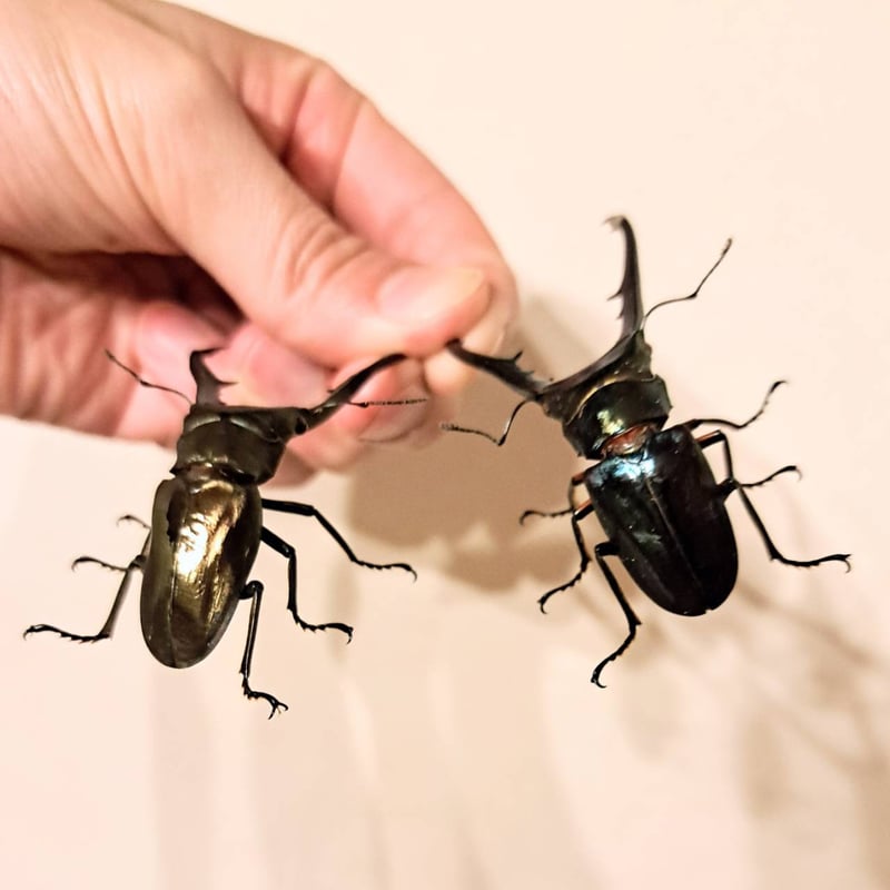 オプション選択可商品】＜定番＞メタリフェルホソアカクワガタ