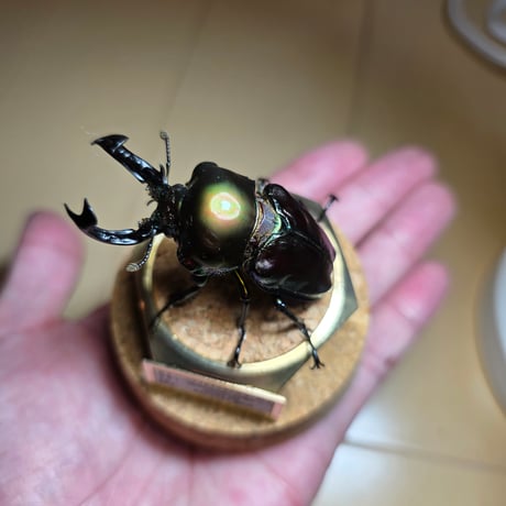 【HYOHON-球(kyu)-】ニジイロクワガタ♂(ピカール)-Phalacrognathus muelleri-