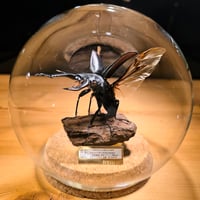 【HYOHON-球(kyu)-)現景】ギラファノコギリクワガタ♂(Prosopocoilus giraffa.)