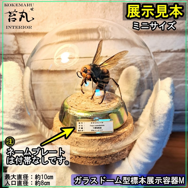 ガラスドーム型展示ケース(S)】直径10㎝ 針刺しコルク台座付き | 苔丸