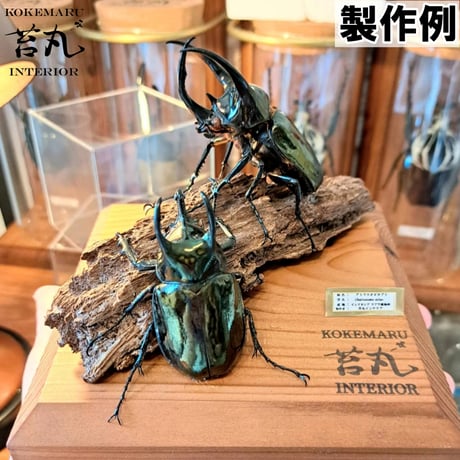【標本用死虫 ※送料込み】アトラスオオカブト♂60～70mm 未展足個体