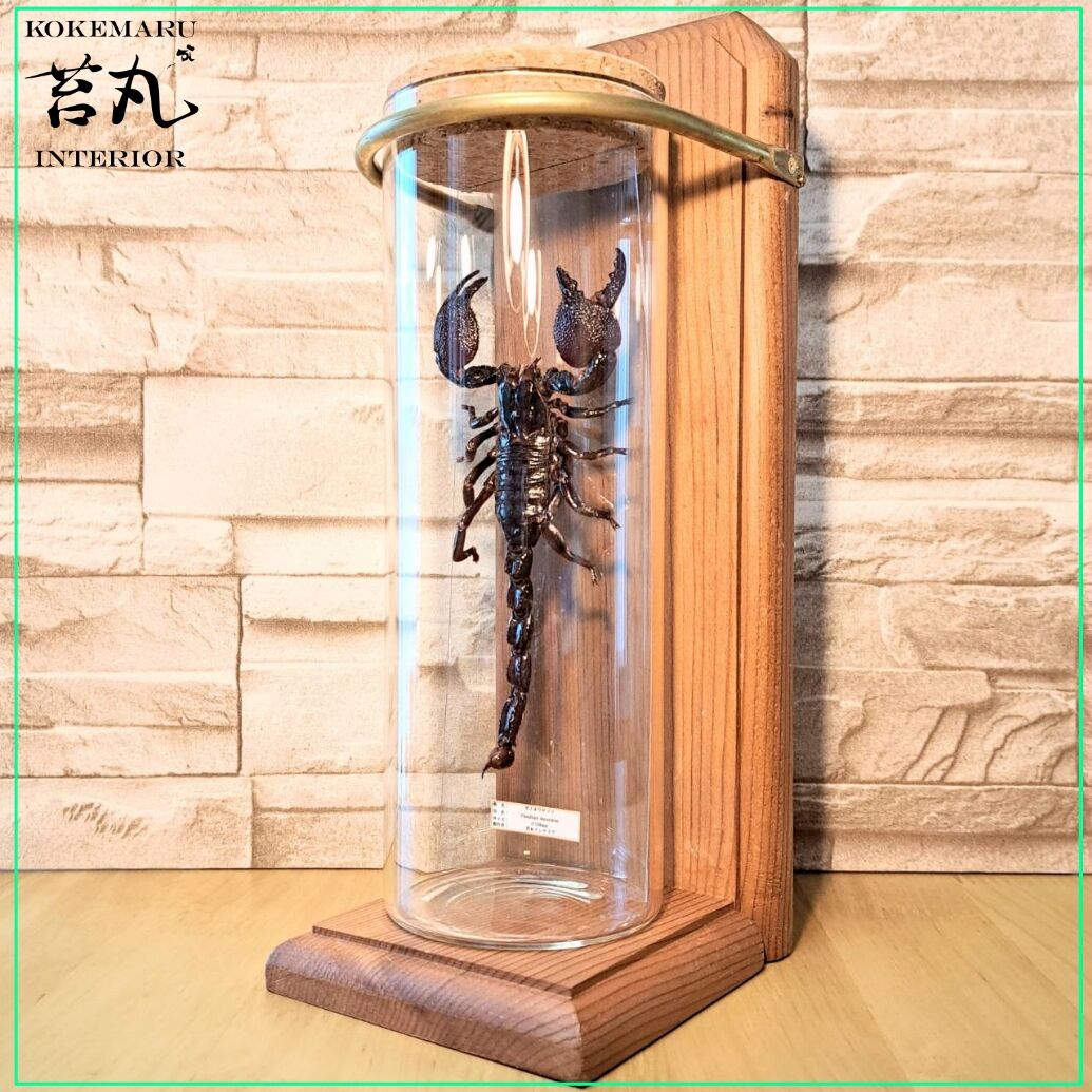 美品】昆虫標本 蠍 サソリ スコーピオン 壁掛け 縁起物 希少【タイ】