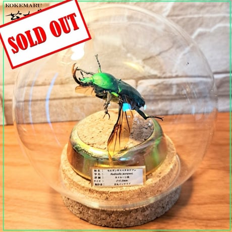 昆虫標本 | STORES