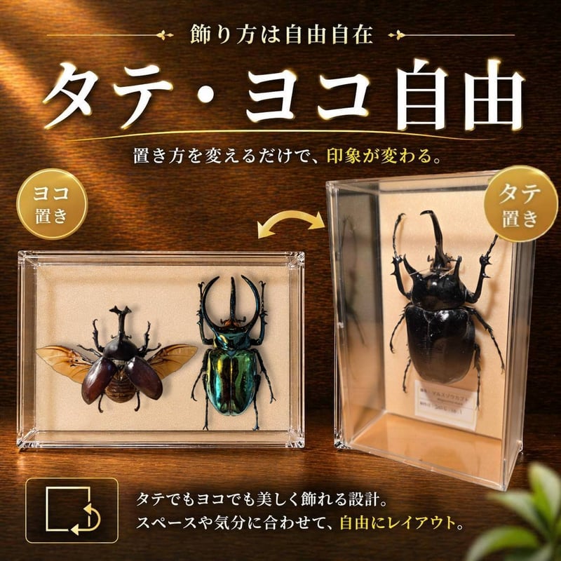 クワガタ標本 8体セット 飼育マニュアル付き！【DDA】クワカブ 楽天市場】＼5点フルセット／ 展示ケース付き 標本