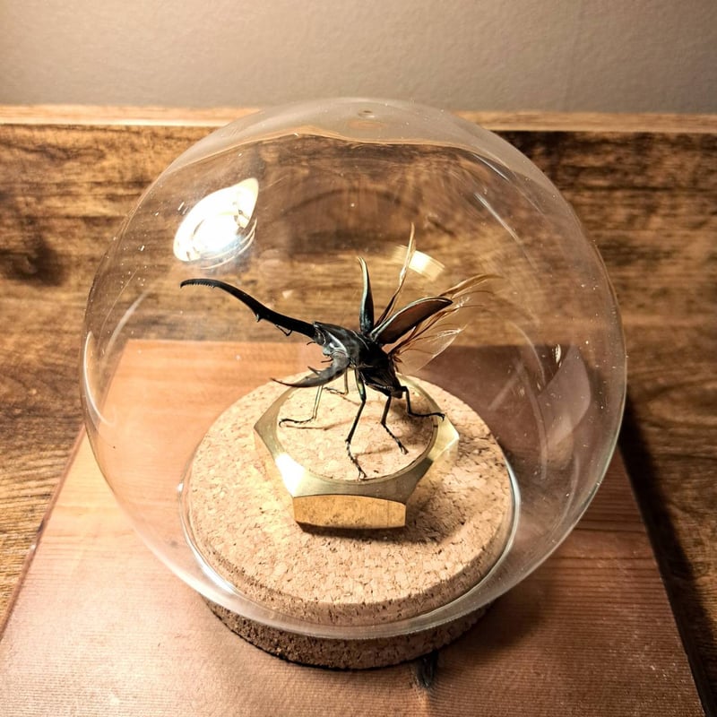 オプション選択可商品】＜定番＞メタリフェルホソアカクワガタ(レア