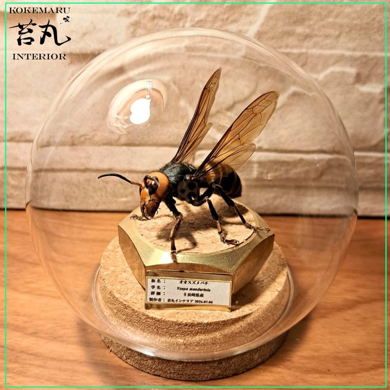 オオスズメバチ 女王蜂 立体標本2503 オオスズメバチ 女王蜂 立体標本