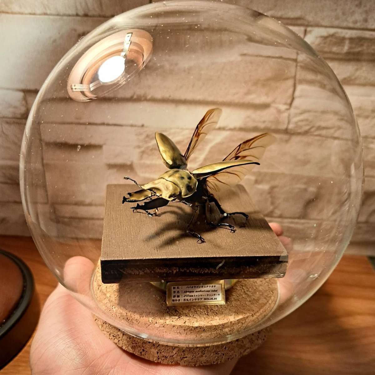 HYOHON『球』L】ババオウゴンオニクワガタ♂57mm 立体飛翔型ガラス