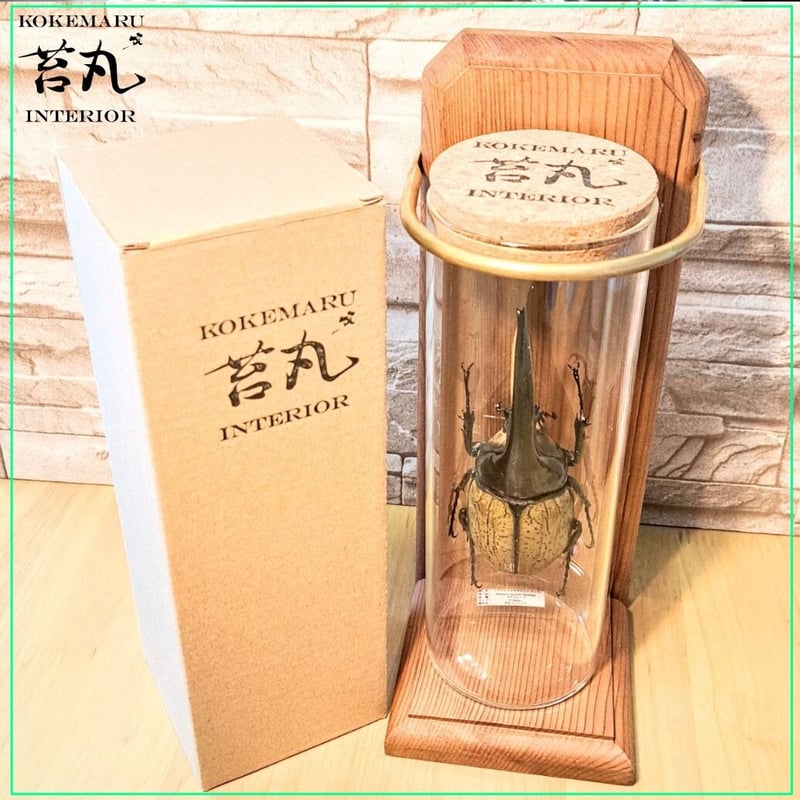 昆虫標本】ヘラクレスオオカブト(ヘラヘラ)♂140mmインテリア瓶