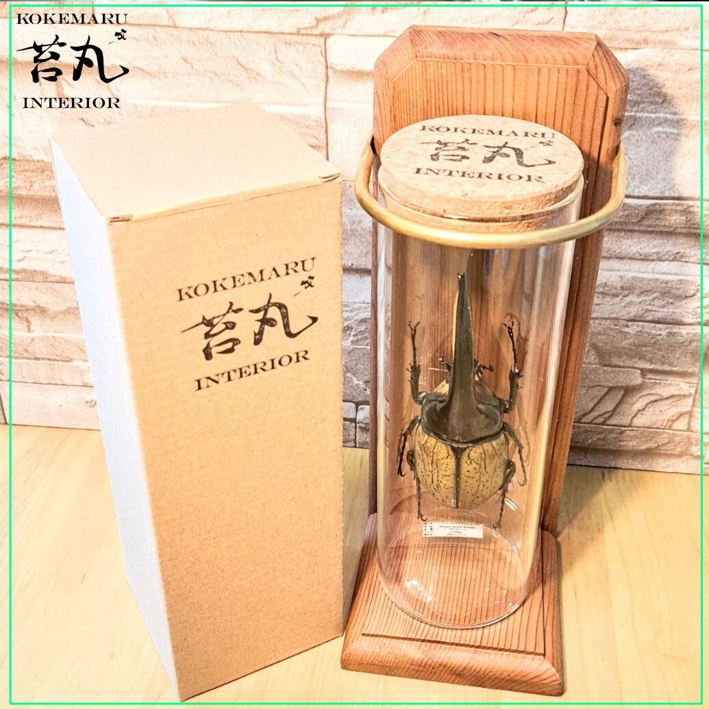 ※ヘラヘラ【プロフ必読】購入野外標本 ヘラヘラ【プロフ必読】様専用購入野外標本