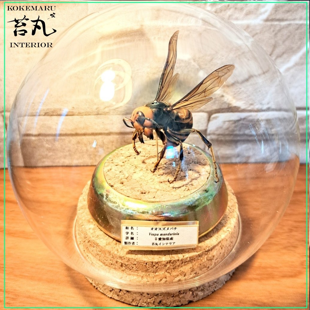 【希少性◎】30年以上前のオオスズメバチの巣標本 ガラスケース入り 雀蜂の巣 スズメバチ ガラスケース ハチの巣 オルゴール付きの木箱